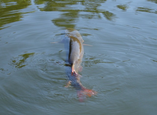 Click to expand / contract the width of this image