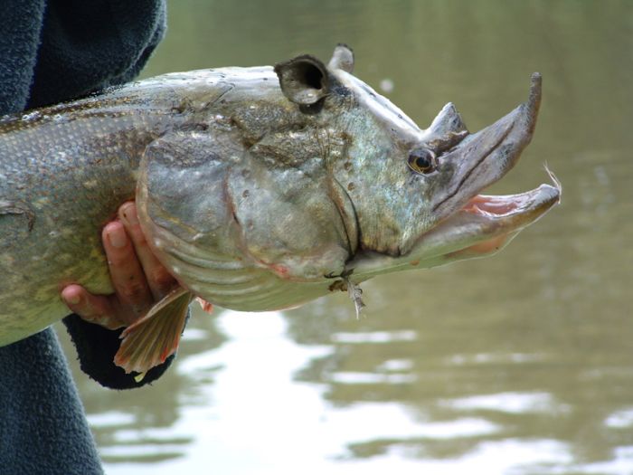 Click to expand / contract the width of this image