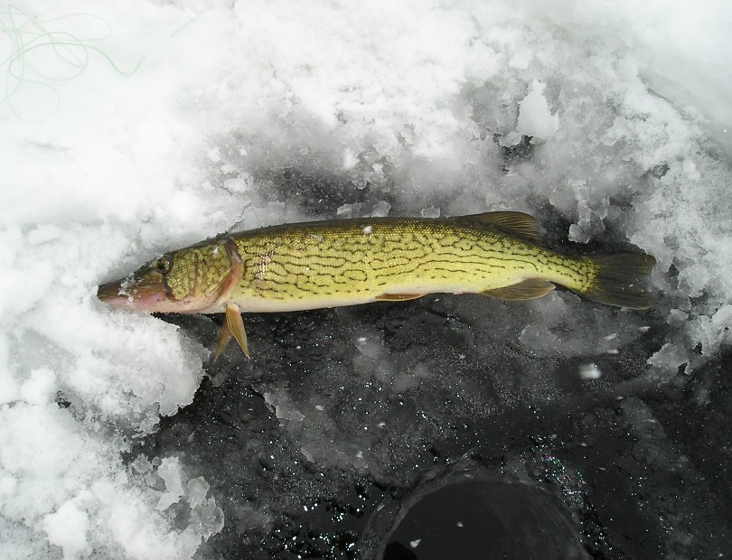 Click to expand / contract the width of this image