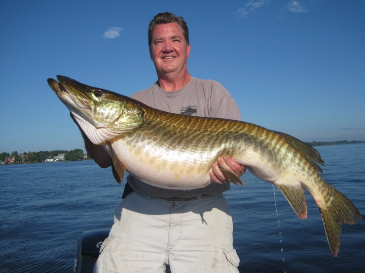 MuskieFIRST | near world-record tiger muskie caught ...