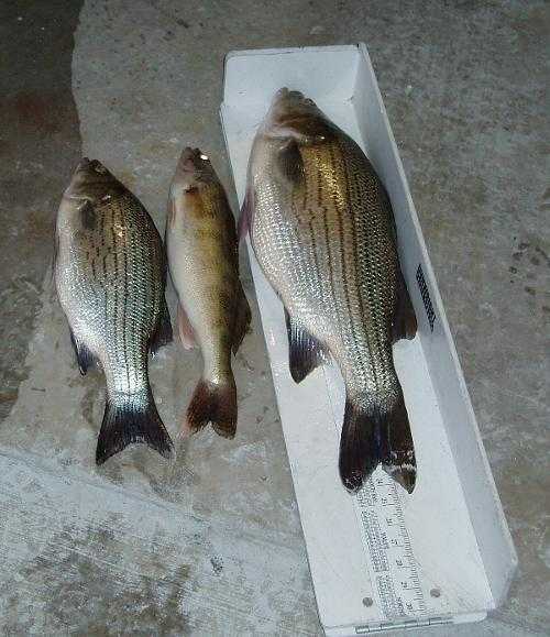 Click to expand / contract the width of this image