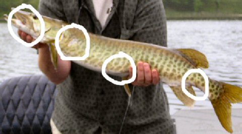 Click to expand / contract the width of this image