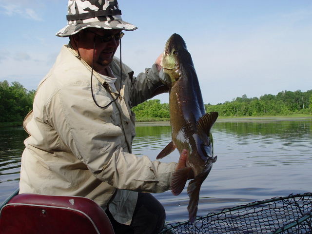 Click to expand / contract the width of this image