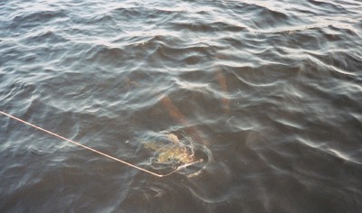 Click to expand / contract the width of this image