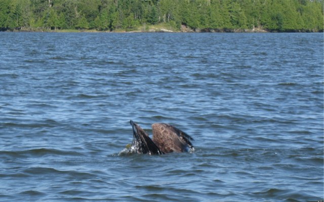 Click to expand / contract the width of this image