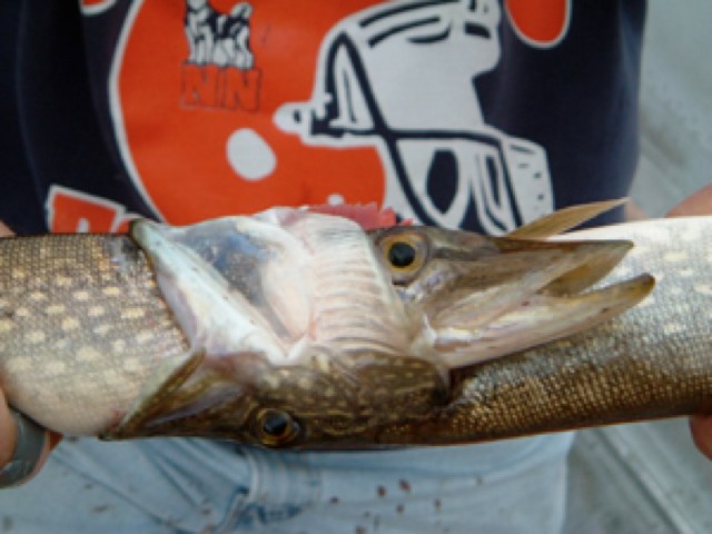 Click to expand / contract the width of this image