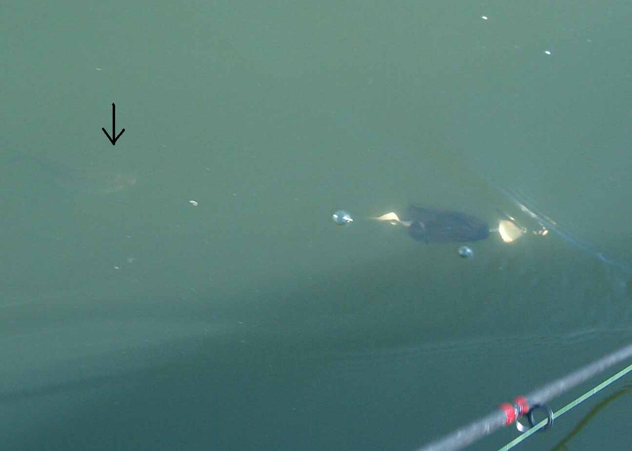 Click to expand / contract the width of this image