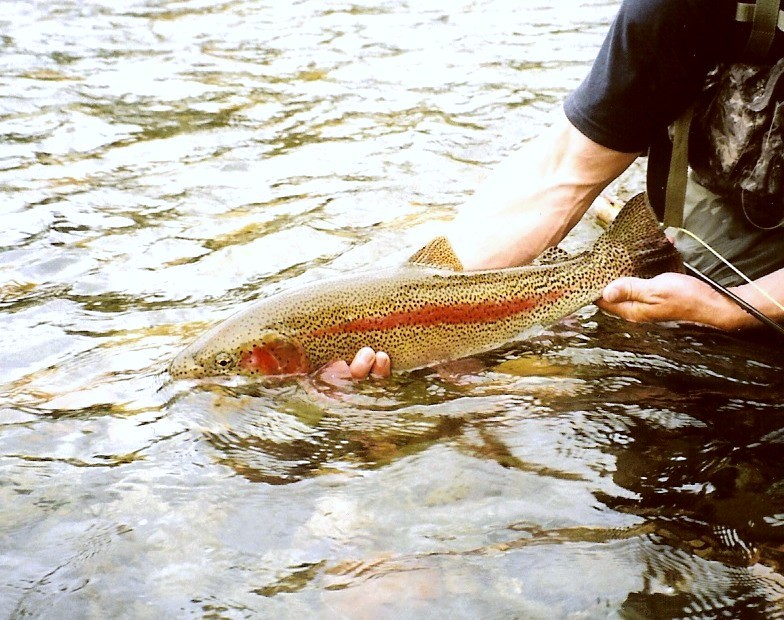 Click to expand / contract the width of this image