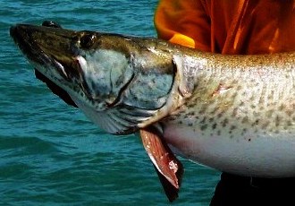 Click to expand / contract the width of this image