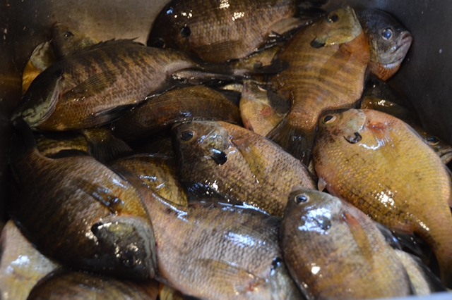 Click to expand / contract the width of this image