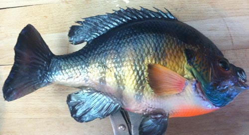 Click to expand / contract the width of this image