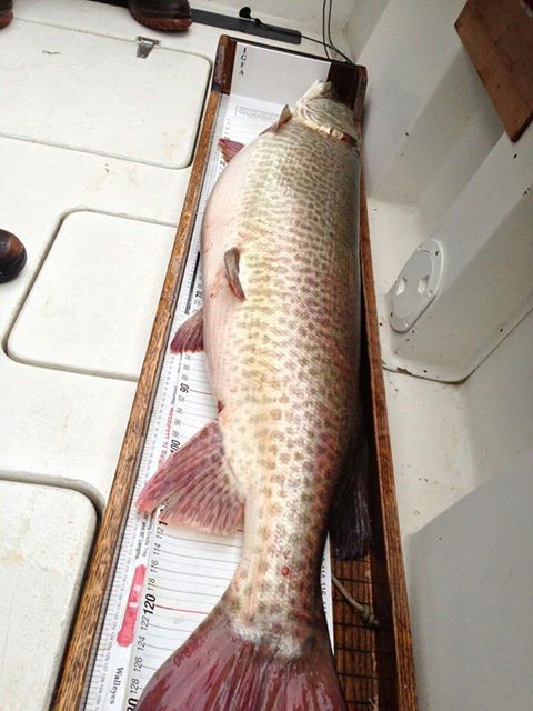 Click to expand / contract the width of this image