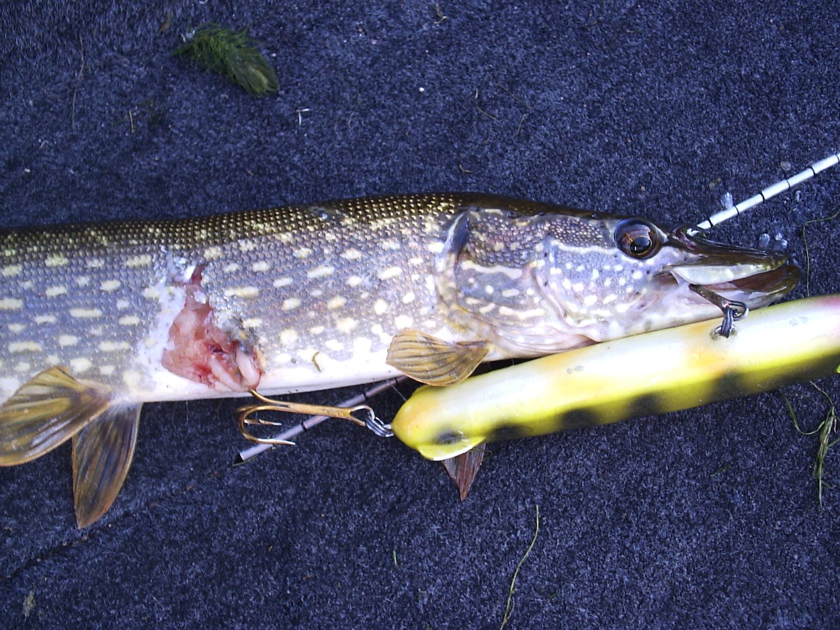 Click to expand / contract the width of this image