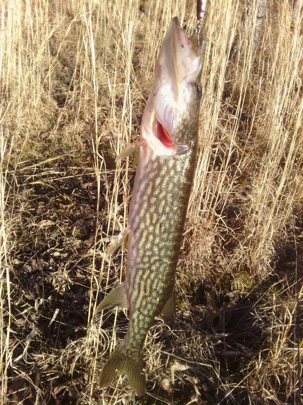 Click to expand / contract the width of this image