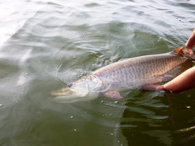 Click to expand / contract the width of this image