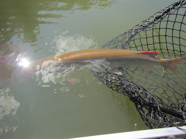 Click to expand / contract the width of this image