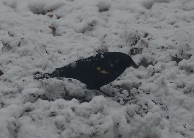 Click to expand / contract the width of this image