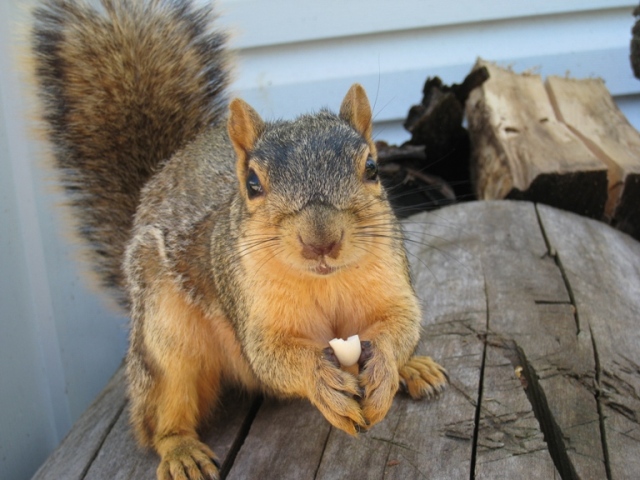 Click to expand / contract the width of this image