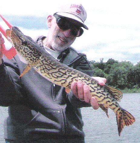 Pike/chain pickerel hybrid? : r/Fishing