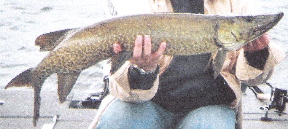 Middlebranch Res. Putnam County - Musky, Tiger Musky & Pike (ESOX