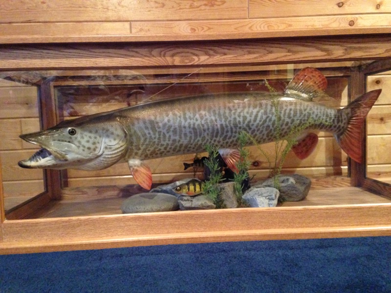 Fish Mounts,Fish Taxidermy Mounts Pennsylvania,Trout Mounts