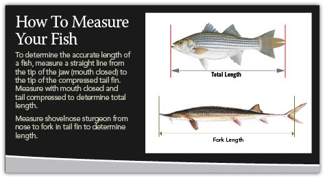 How to Measure a Fish 