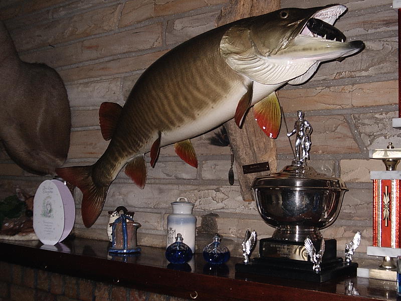 Wife Catches 44 Musky on 4lb Line From Shore! 