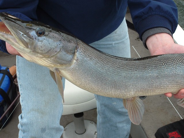 Pike/Musky lures  Manitoba Fishing Forum