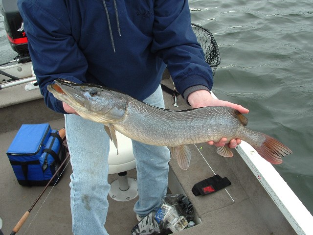 Pike/Musky baits  Manitoba Fishing Forum