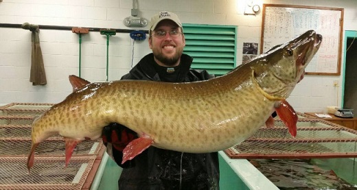 Muskie egg stripping Leech - Muskie & Pike - Muskie & Pike