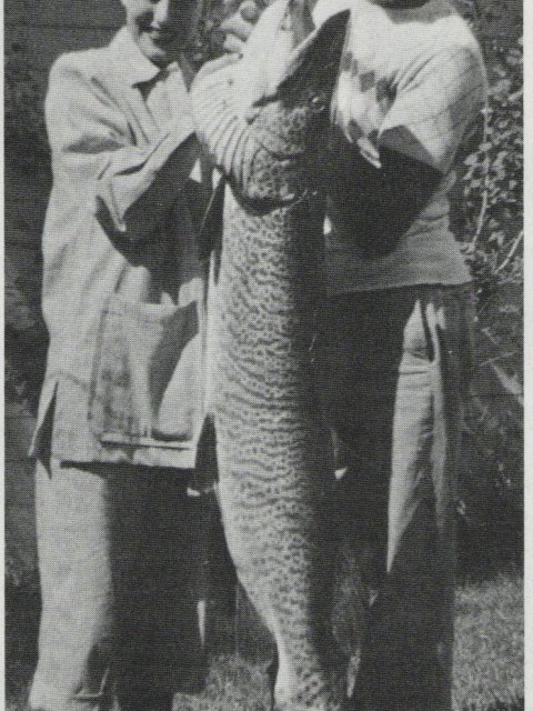 Lurking in Lac La Belle: DNR nets and releases monster muskie