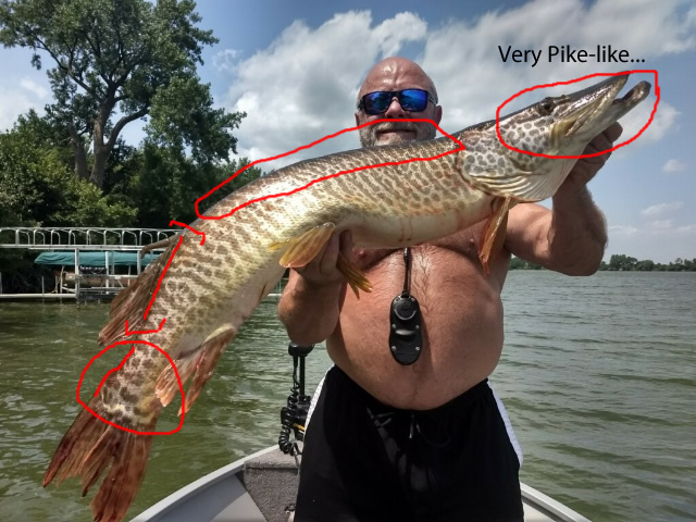 MuskieFIRST  Tiger? » General Discussion » Muskie Fishing