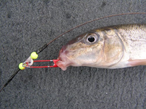 MuskieFIRST  Quick Strike Rigs » General Discussion » Muskie Fishing