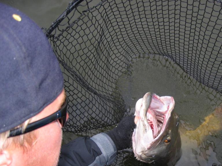 MuskieFIRST  Show those pix showing the teeth » General Discussion »  Muskie Fishing