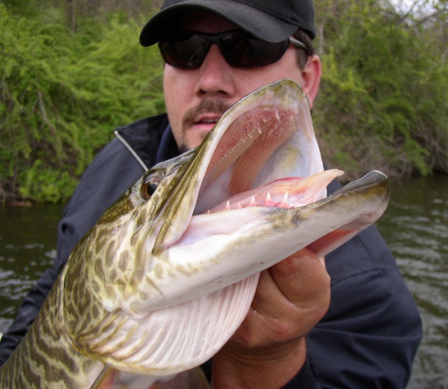 MuskieFIRST  Show those pix showing the teeth » General Discussion » Muskie  Fishing