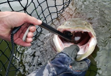 Bass Pike and Musky Line Leader and Hooks from Blood Run Fishing