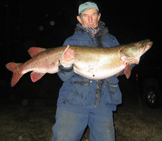 MuskieFIRST  50 pounder - wisconsin » Muskie Biology » More