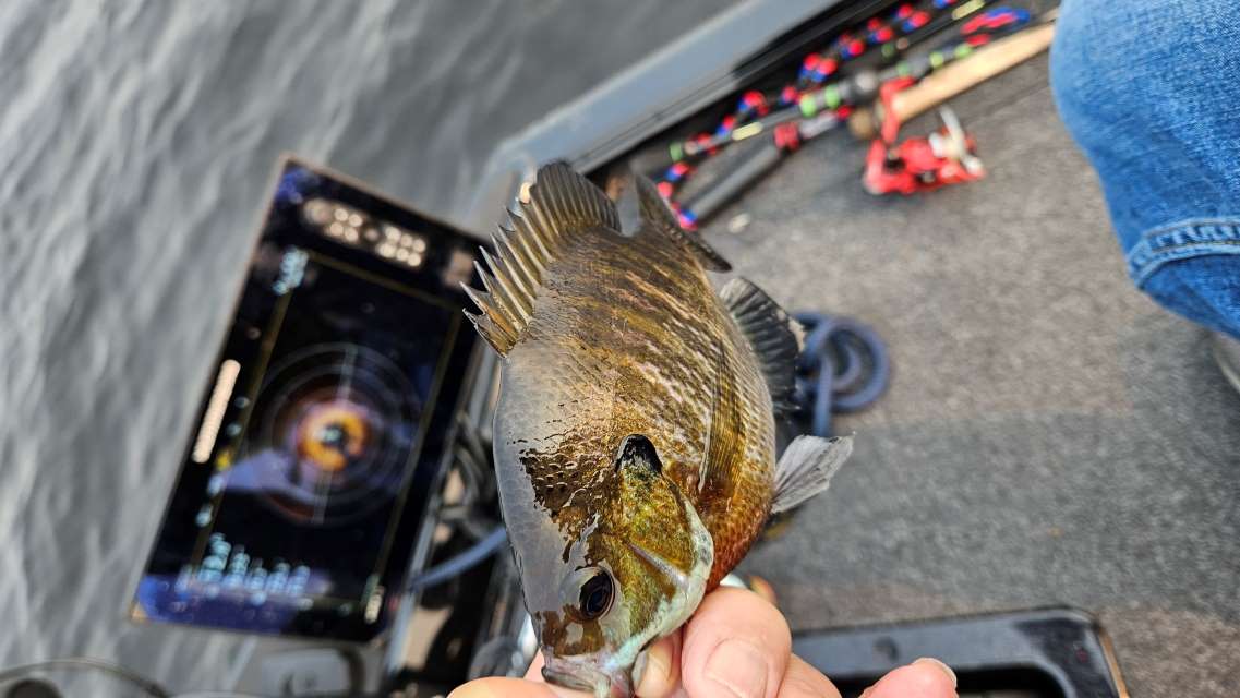 Musky fishing at night in Wisconsin may involve blood, fish CPR