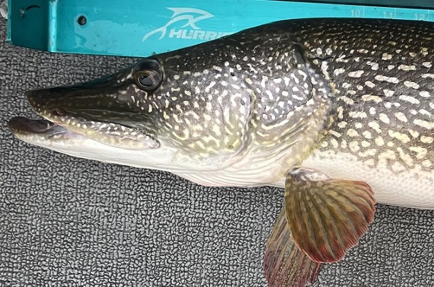 MuskieFIRST  Pike fishing help » General Discussion » Muskie Fishing