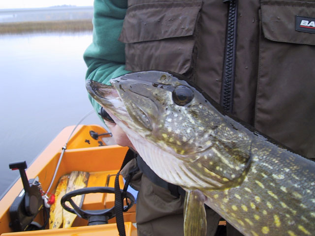 Pike/Musky lures  Manitoba Fishing Forum