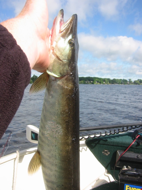 Bass guys outfishing Musky guys for Musky - Other Fish Species - Bass  Fishing Forums