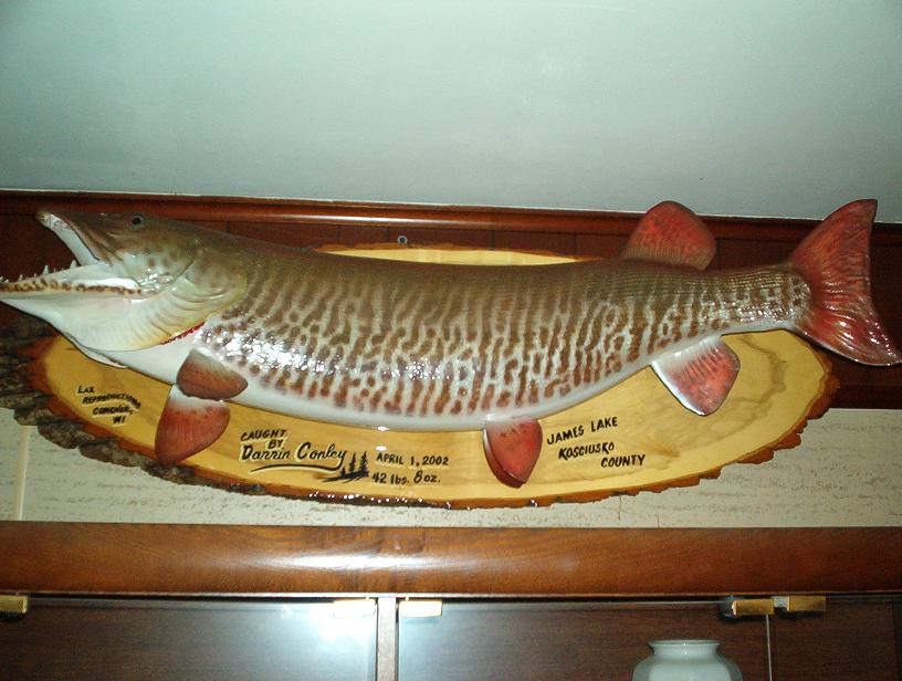 MuskieFIRST  Mounted or reproduction,whats the size of the musky on your  wall. » General Discussion » Muskie Fishing