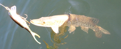 a leech lake muskie I caught this summer. had one day to get it done.  slammed the double cowgirl. caught another big fish earlier in the day but  reddit won't let me