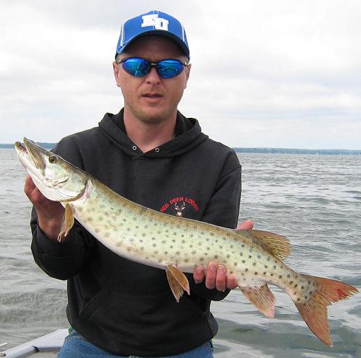 Musky update? - Leech Lake - Leech Lake