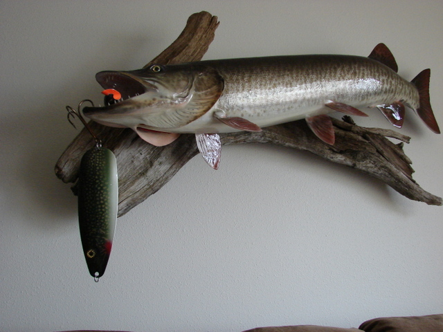 MuskieFIRST  Lets see your replicas » General Discussion » Muskie  Fishing