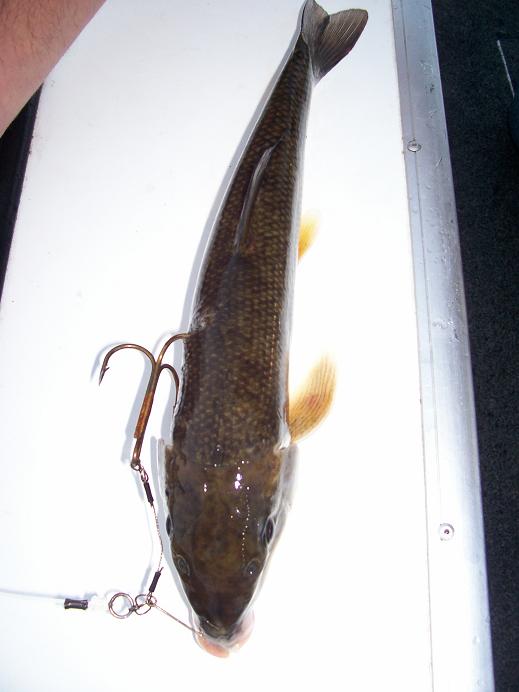 MuskieFIRST  Owner beast hook for muskies? » Lures,Tackle, and Equipment »  Muskie Fishing