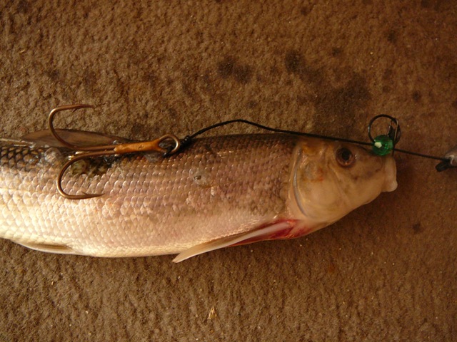 90# MUSKY / PIKE QUICK STRIKE SUCKER RIG HARNESS 1-Treble Hook