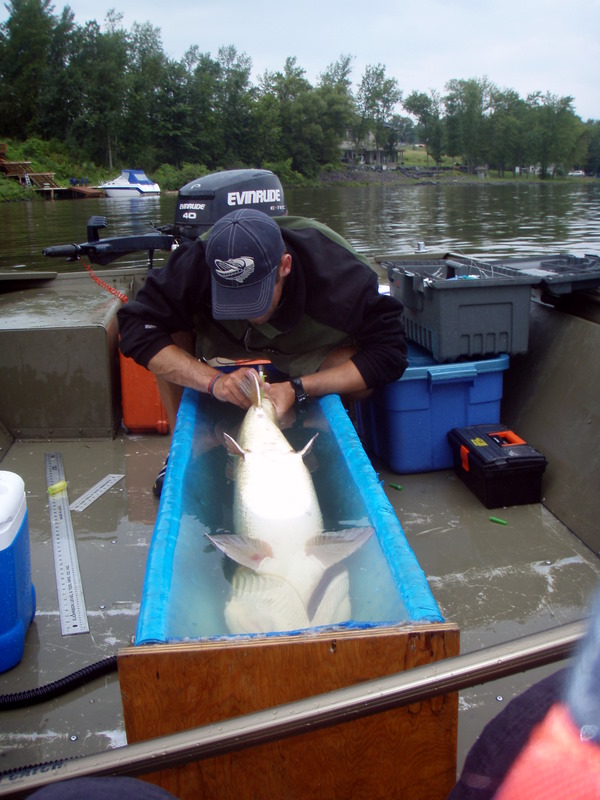 Muskie Bumper 36 Walleye Bump Board