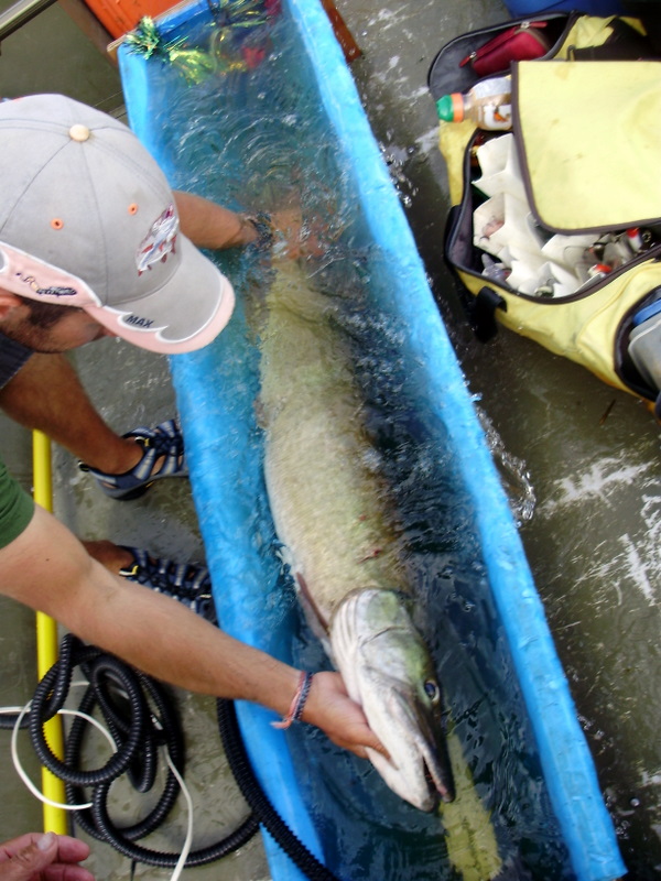 MuskieFIRST  How to build a good bump board? » Lures,Tackle, and