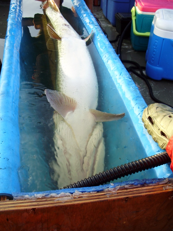 The Original 60 Muskie Bumper Musky Bump Board